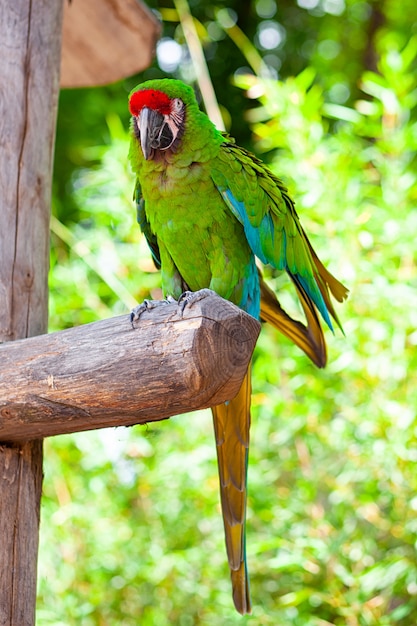 Macaw parrot vogel