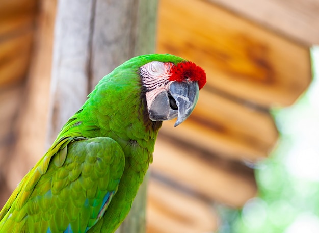 Macaw Parrot vogel