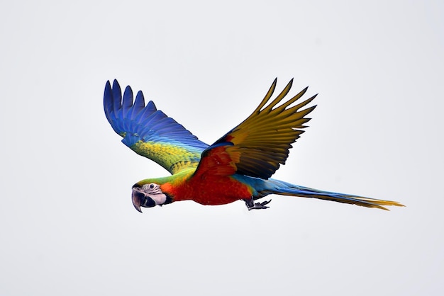 Macaw parrots during a flight