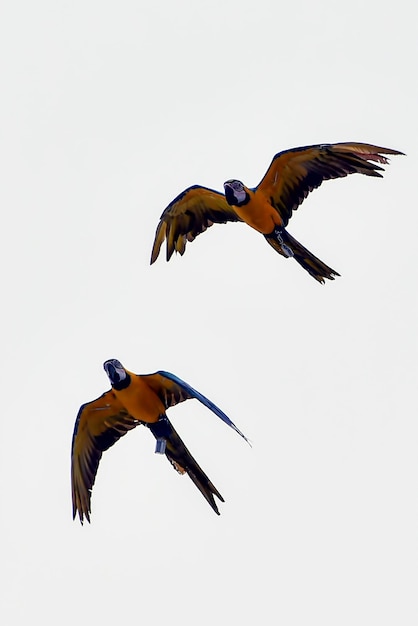 Macaw parrots during a flight