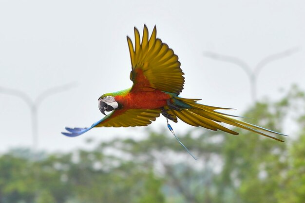 Macaw parrots fly freely in the sky