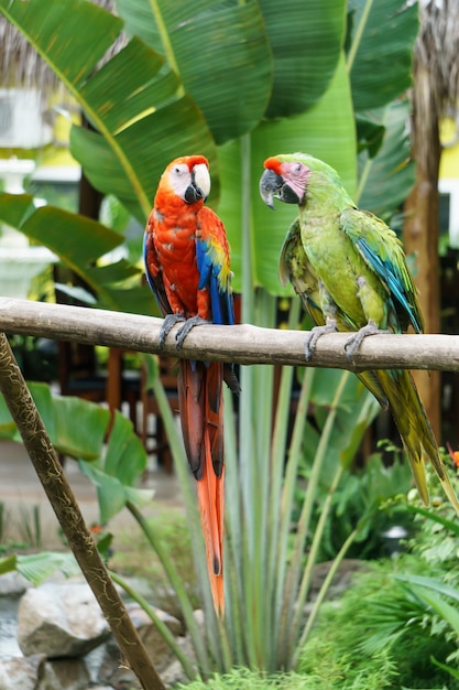 Macaw parrots in nature