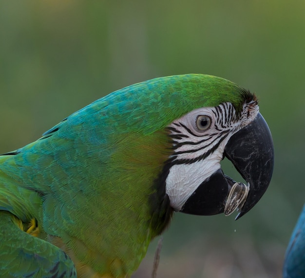 A macaw standing on a branch taken closeup