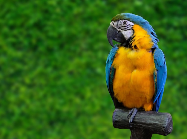 Macaw standing on wood in nature
