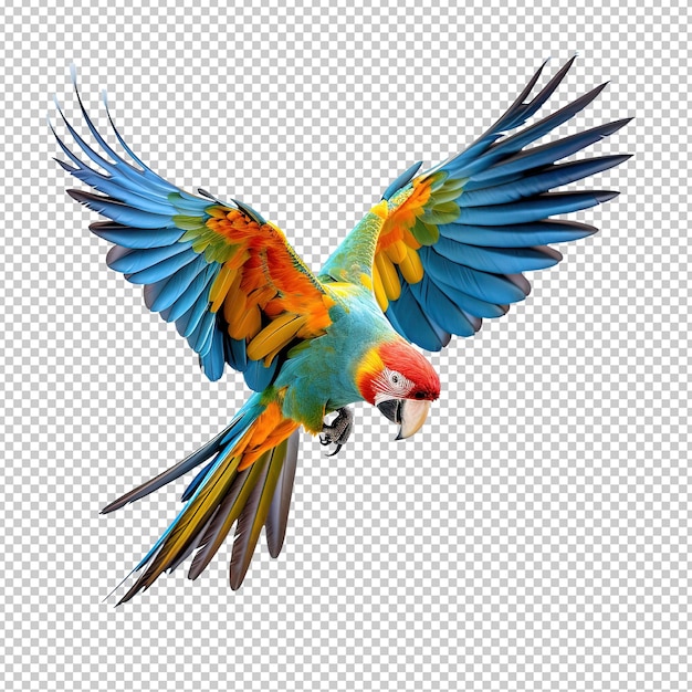 Photo macaw on white background