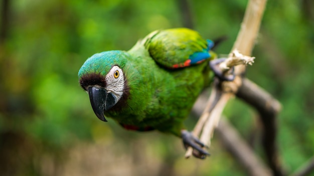 コンゴウインコ