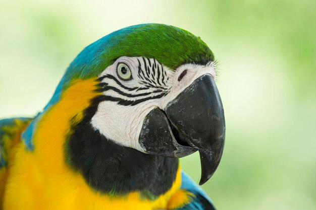 Macaw