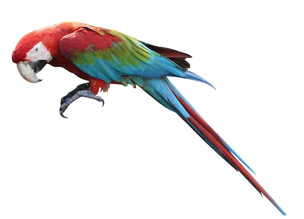 Photo macaws bird isolated on white background with clipping path