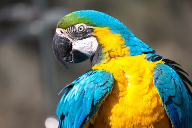 Macaws blue close up