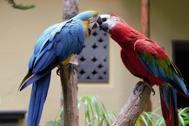 写真 木の上でキスするマカウ