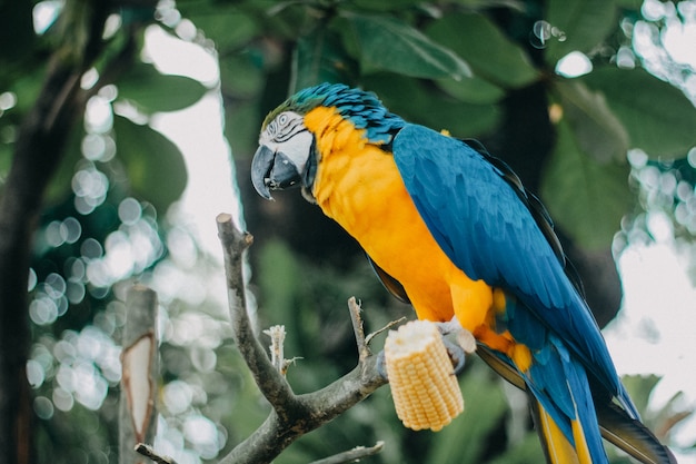 Macaws, papegaaien