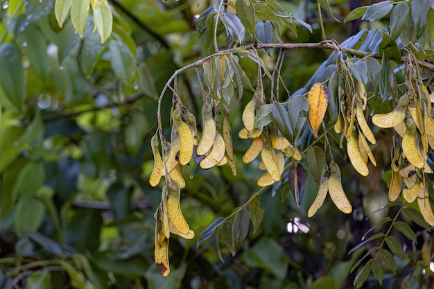 Machaeriums Plant Seeds