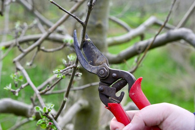 Photo machanical removing of powdery mildew apple tree twig