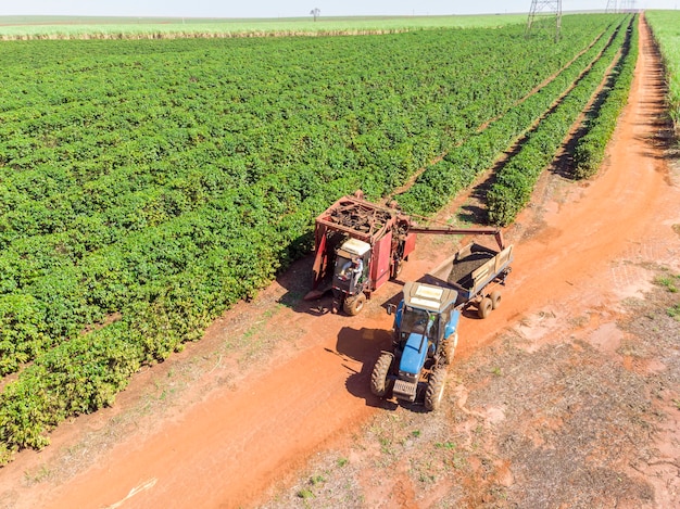 Machine in the field harvesting coffee in the plantation of Brazil