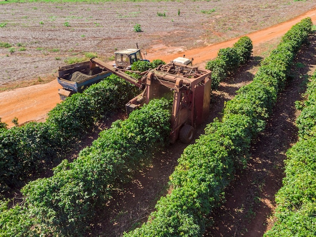 ブラジルのプランテーションでコーヒーを収穫する畑の機械。