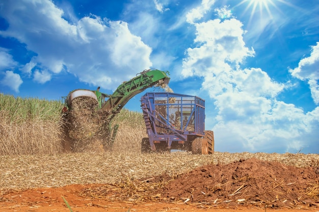 Foto piantagione di canna da zucchero per la raccolta delle macchine