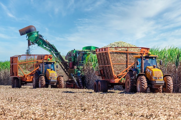 Machine harvesting sugar cane plantation.