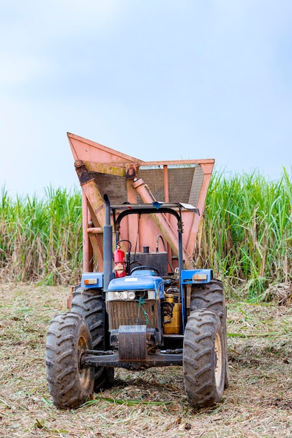 Machine for harvesting sugar cane on a plantation