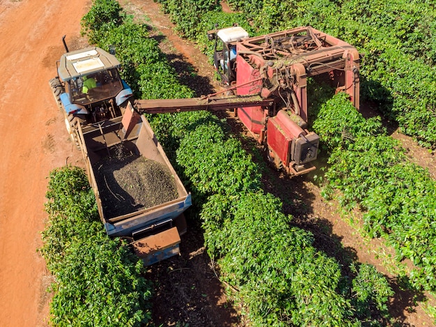 Machine in het veld die koffie oogst op de plantage van Brazilië