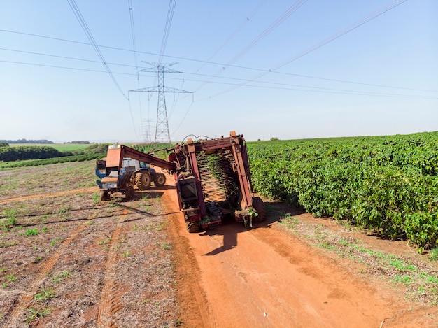 Machine in het veld die koffie oogst op de plantage van Brazilië.