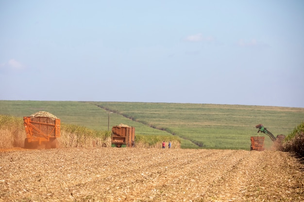 Machines oogsten suikerriet plantage