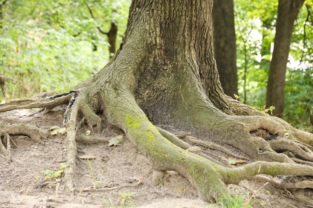 Machtige wortels van een oude boom in groen bos overdag