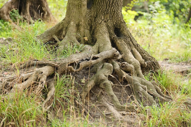 Machtige wortels van een oude boom in groen bos overdag