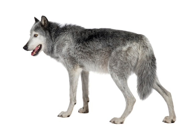 マッケンジーバレーウルフ、8年。 Canis lupus occidentalis