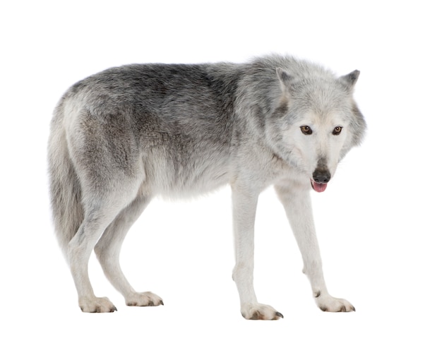 Photo mackenzie valley wolf with 8 years. canis lupus occidentalis