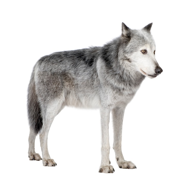 Mackenzie Valley Wolf with 8 years. Canis lupus occidentalis