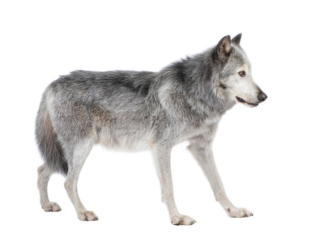 マッケンジーバレーウルフ、8年。 Canis lupus occidentalis