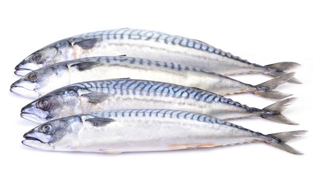 Mackerel fish on a white background