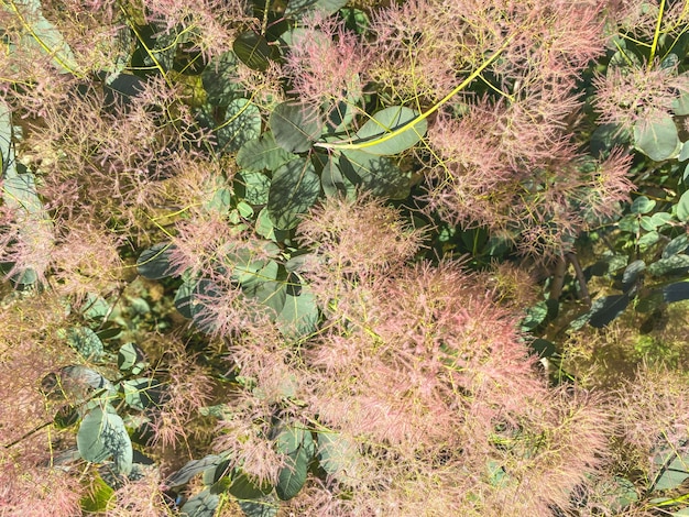 サバの革は、暑い国の芝生で育つエキゾチックな植物 綿毛のあるふわふわの緑の植物