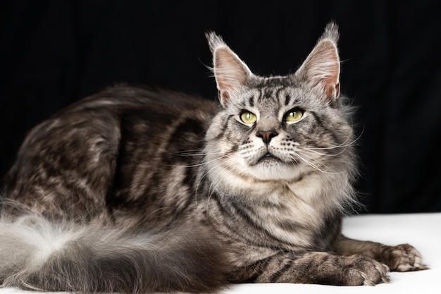 Mackerel tabby American Longhair Maine Coon Cat lying on black and white background and looking