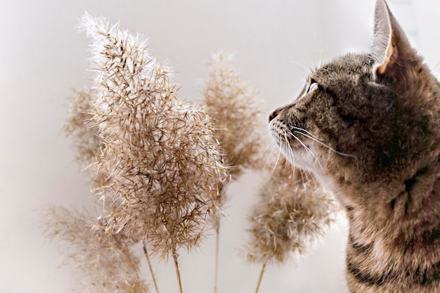 Mackerel tabby cat near dry fluffy cane twigs selective focus neutral palette