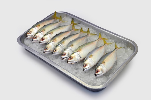 Mackerel in a tray of ice on a white background