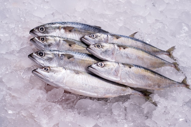 MACKEREL Wholesale Fish Industry to distributor retail seafood import export business fish frozen