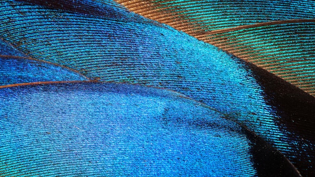 Macro abstract background from feathers