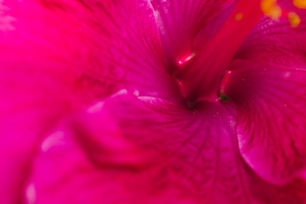 Foto macro astratto reale bella natura sfondo carino rosa brillante viola delicato morbido petali fioritura tropicale fiore pianta fiore floreale design botanico arredamento saluto felice estate sole umore carta