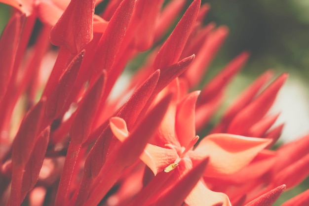 Macro abstract real beauty nature cute background small bright
red buds petals bloom of santan ixora jungle geranium flower garden
plant sharp needles floral botanic design decor more tone
stock