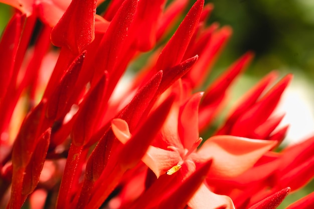 Macro abstract real beauty nature cute background small bright
red buds petals bloom of santan ixora jungle geranium flower garden
plant sharp needles floral botanic design decor more tone
stock