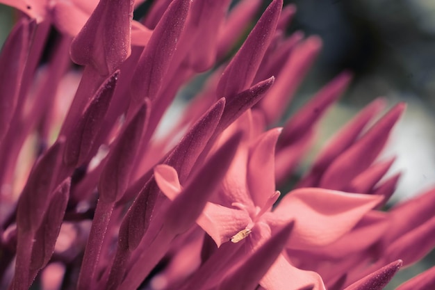 매크로 추상 실제 아름다움 자연 귀여운 배경 작은 밝은 빨간 새싹 꽃잎 산탄 익소라 정글 제라늄 꽃밭 식물 날카로운 바늘 꽃 식물 디자인 장식 창백한 빈티지