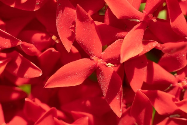 Macro abstract real beauty nature cute background Small bright red plant four petals bloom of Santan Ixora Jungle Geranium flower garden plant Floral botanic design decor More tone in stock