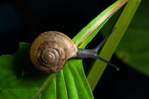 Macro achtergrond, slak op blad