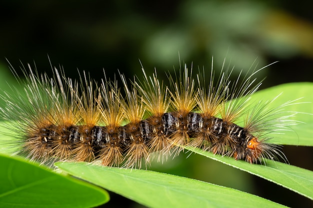 Macro achtergrond, worm op blad