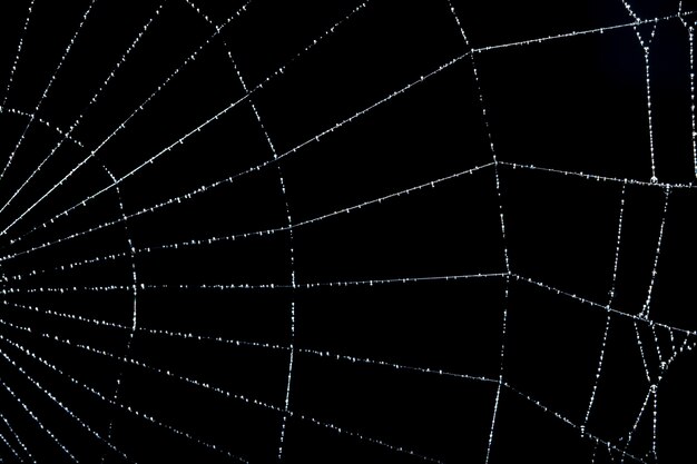 Macro achtergrond zwart spinneweb