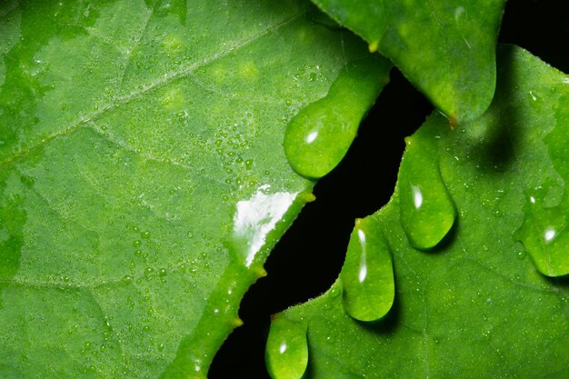 Macro achtergronddalingen op blad