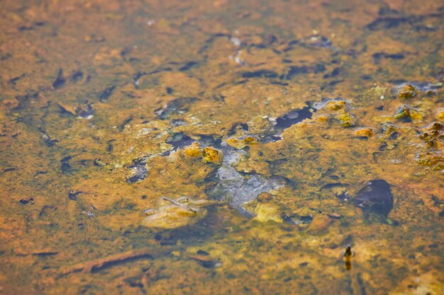 Macro of alkaline waters in yellowstone spring