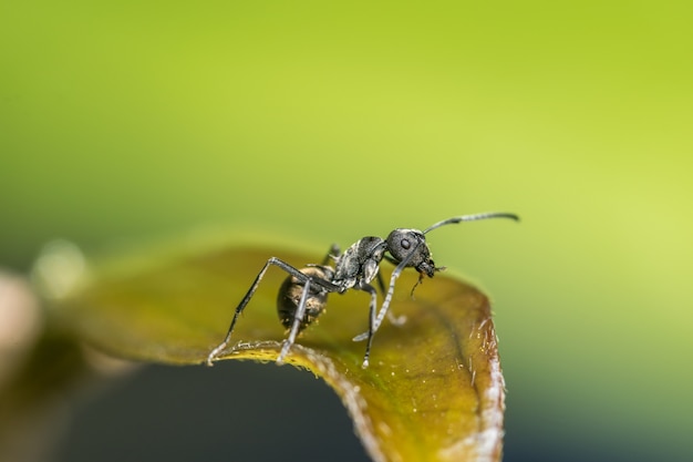 macro Ant black