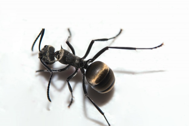 Macro ant zwart